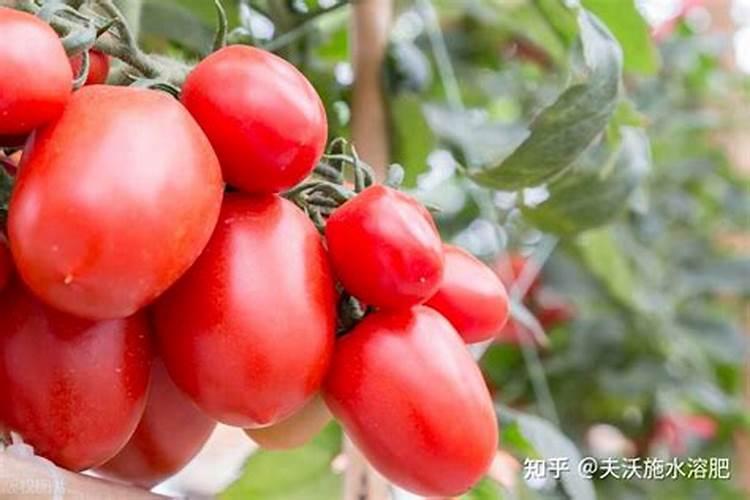 2025颗粒水溶肥效果怎么样？