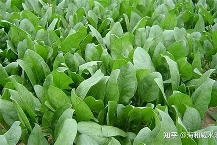 菠菜有机化肥是什么肥料做的好吉首？