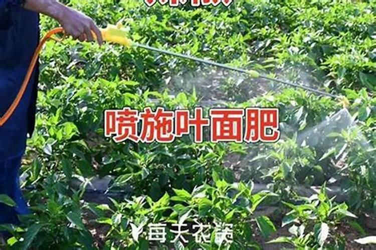 叶面肥的正确使用方法柑橘？