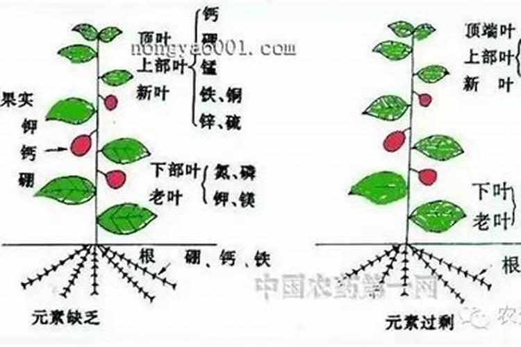 氮磷钾三种化肥作用和缺乏症状