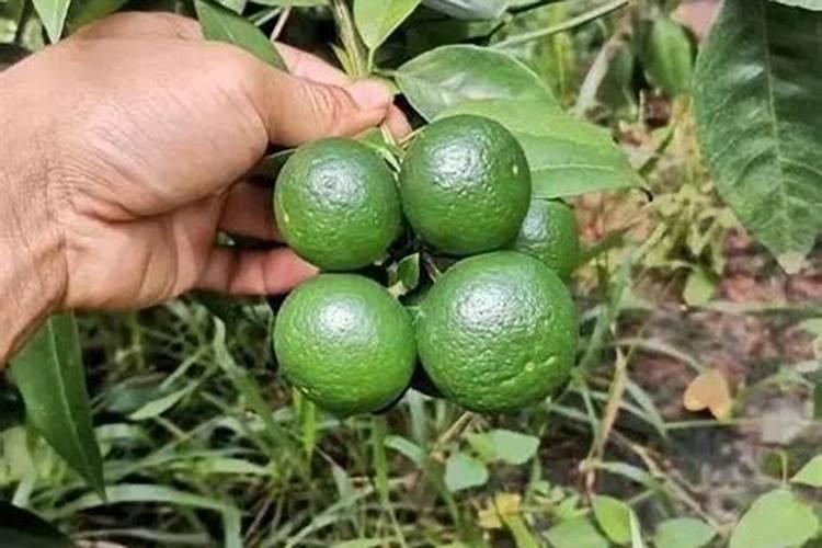柑橘膨果需要补充哪些元素？用什么肥料效果好？