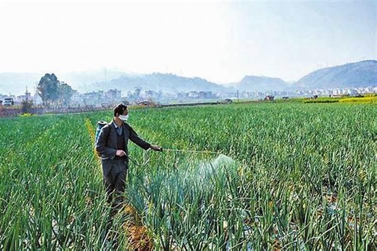 2025微生物菌肥亩用量是多少黄花菜？