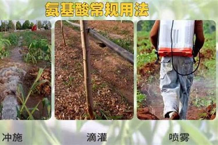 2025打氨基酸叶面肥的最大危害