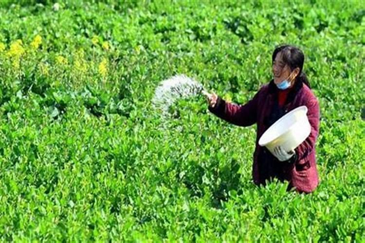 油菜磷肥施多了情况怎样处理好？
