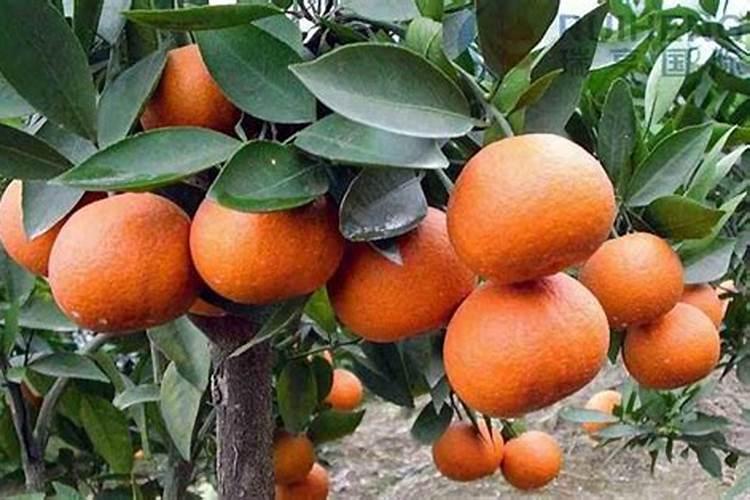 果实如何快速膨果？用啥肥料比较好？