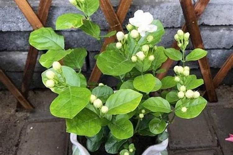 茉莉花多开花该怎么养护