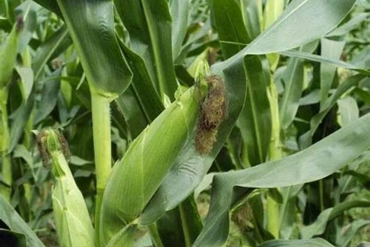 玉米怎样喷施乙烯利磷肥最好？