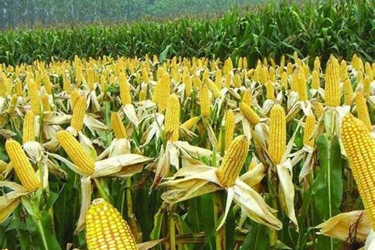 玉米是我国重要的谷类作物,要想高产稳产,种植时要注意些什么？