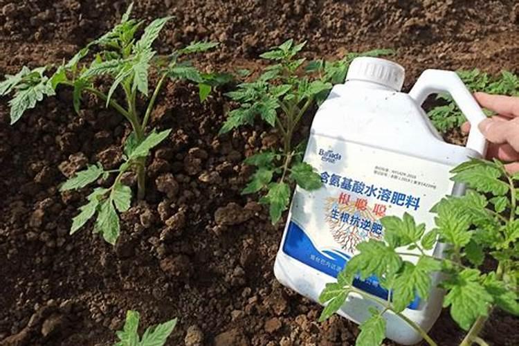 重庆液体生根肥厂家有哪些呢？