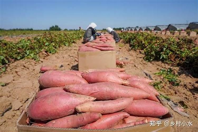 种植红薯怎样用高钾肥最好？