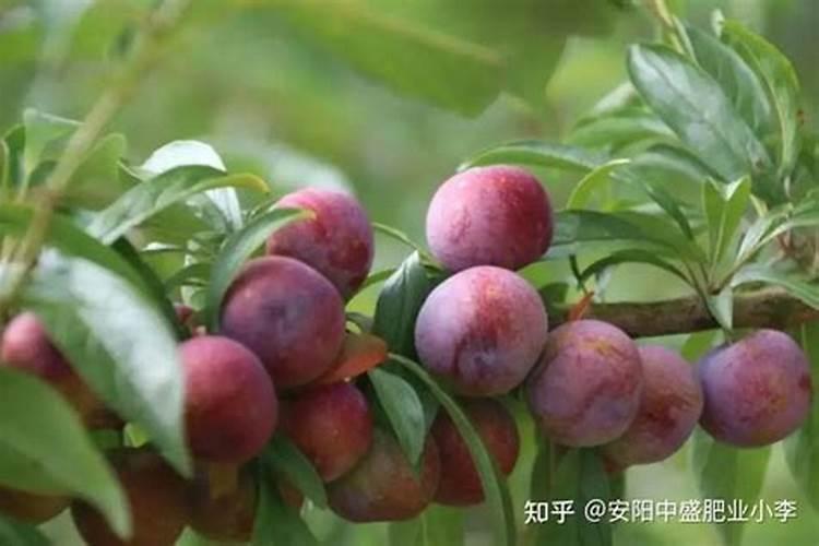 李子施什么肥料产量高？如何促进李子树大果肥？