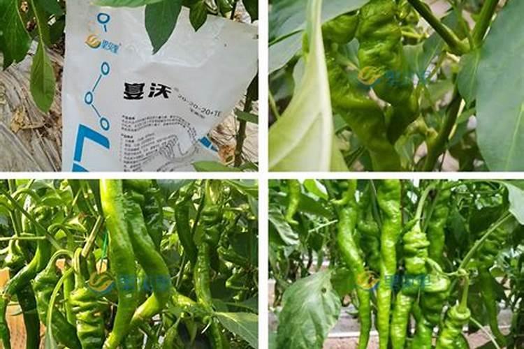辣椒后期该用什么肥料