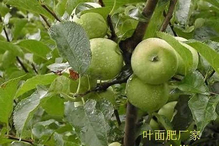 苹果树喷什么叶面肥好