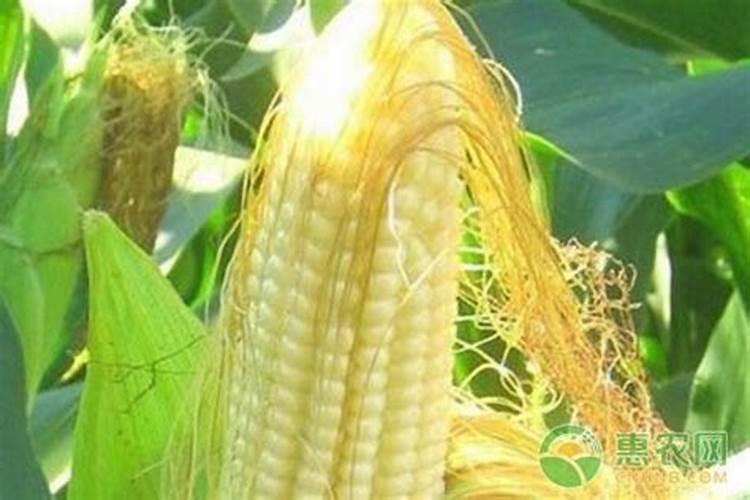 玉米什么阶段需钾肥最多呢？