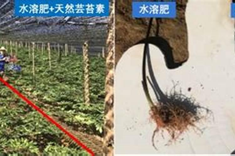 葡萄上使用芸苔素技术