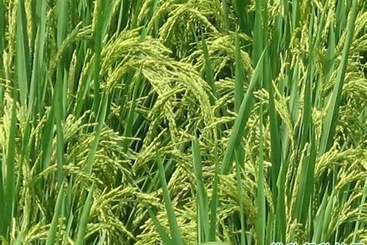 农村种植水稻,磷肥对水稻有什么作用？