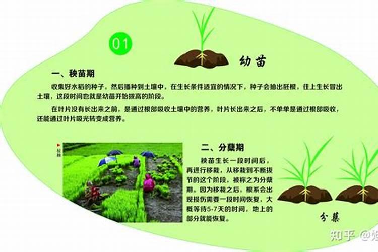 ...秧苗生长发育不良,有什么办法可以促进水稻秧苗？