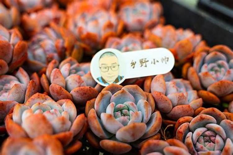 多肉用复合肥还是有机肥？