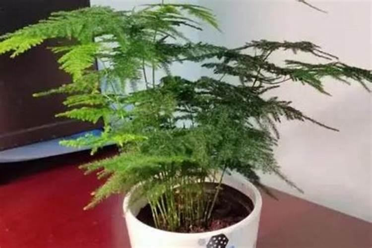 文竹适合浇氮肥吗怎么浇？