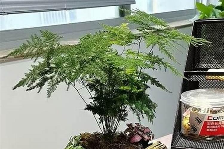 文竹浇什么肥最好