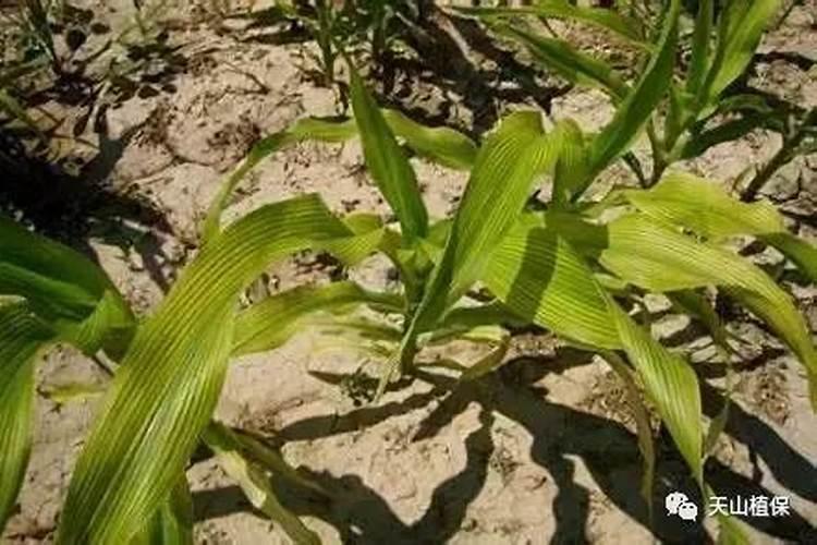 缺微量元素放什么肥料最好？