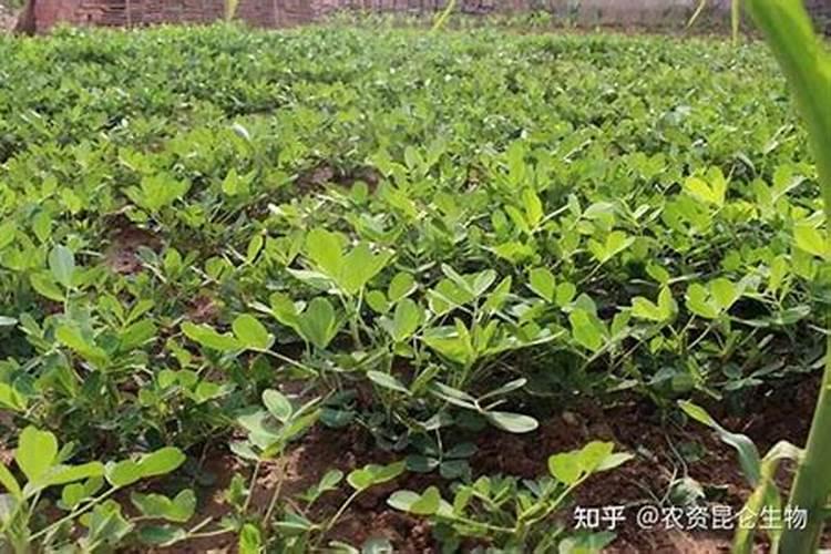 用花生打几遍叶面肥比较好？