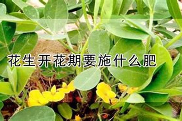 花生需要施什么肥结果多 施几次肥产量高