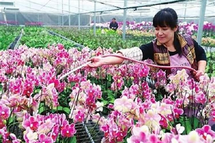 盆栽蝴蝶兰施肥技术