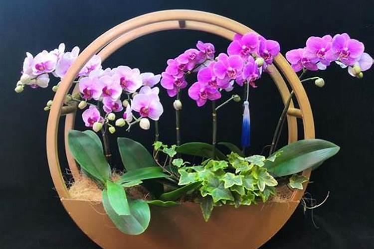 蝴蝶兰的肥料有那些？？