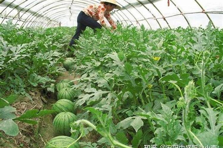 大棚西瓜用什么钙肥吸收快？