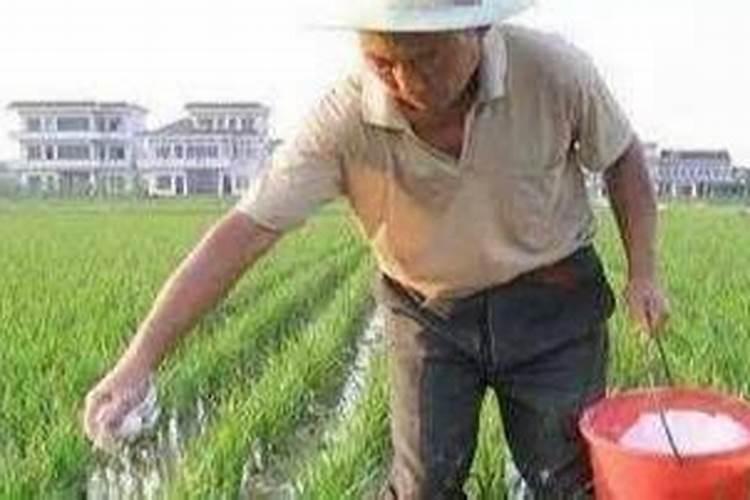磷肥可以施在什么植物上