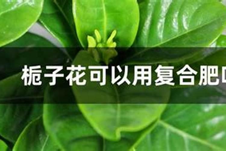 栀子花可以用钙肥吗怎么施肥？