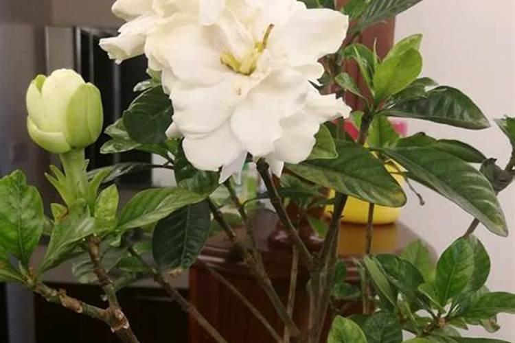 盆栽栀子花施什么肥