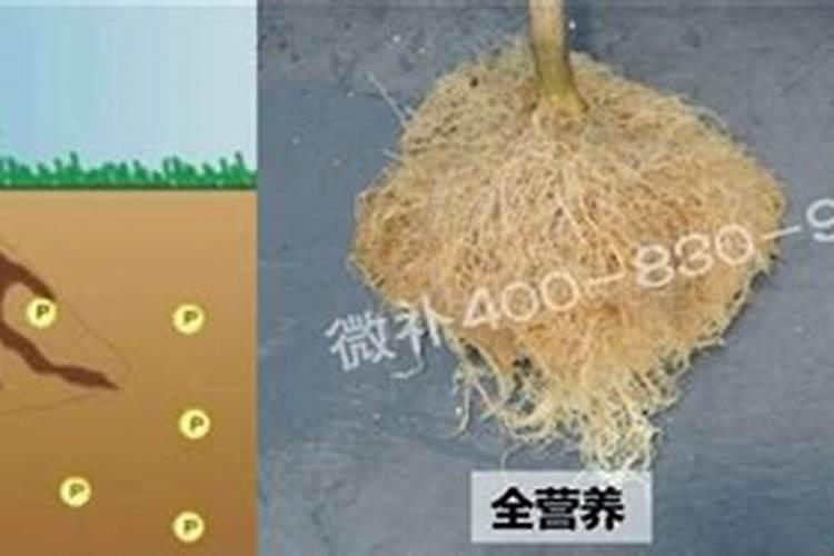 植物如何补磷
