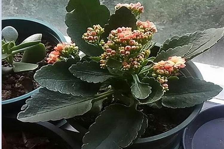 长寿花开花期间用什么肥