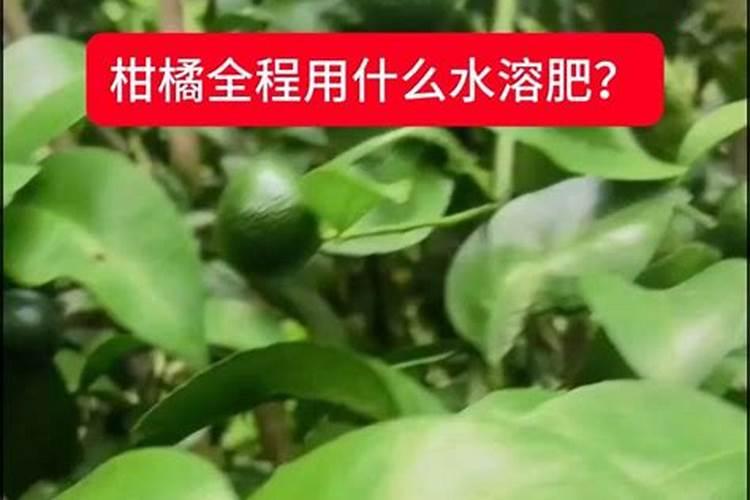 柑桔苗用什么水溶肥最好用？