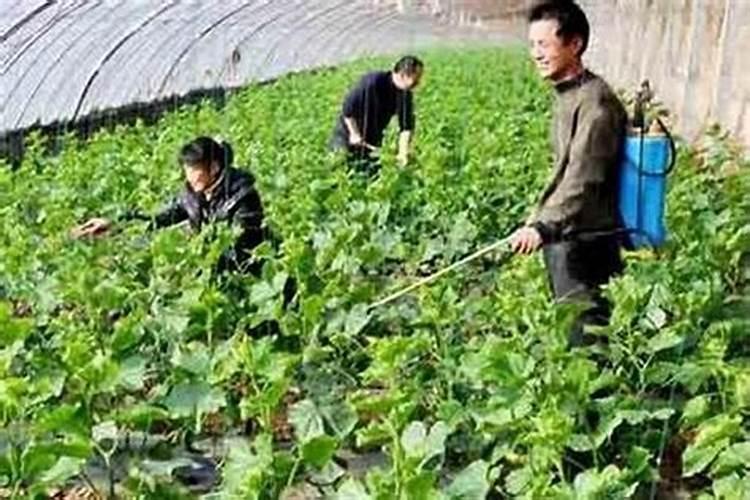 上午可以打叶面肥吗北方？