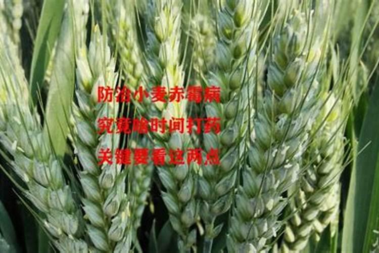 小麦什么时候打药好