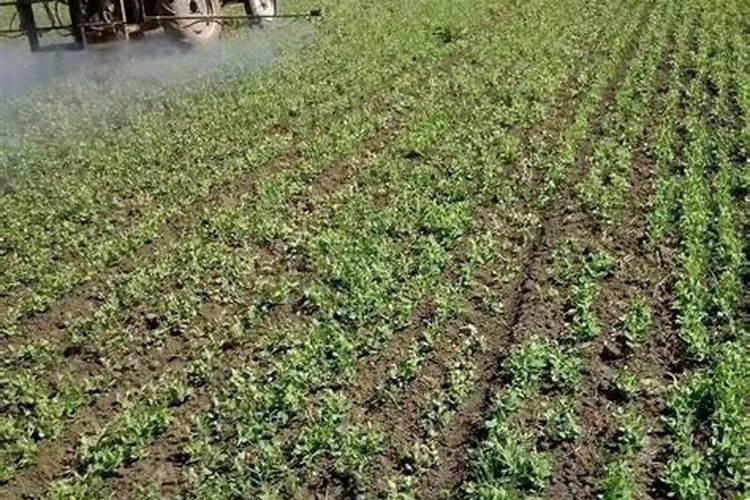 【水肥网网友求助】如何辨别水溶性肥？