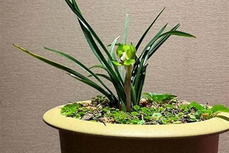新栽兰花叶面可以喷水吗