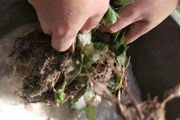 生根粉和多菌灵能一起灌根吗