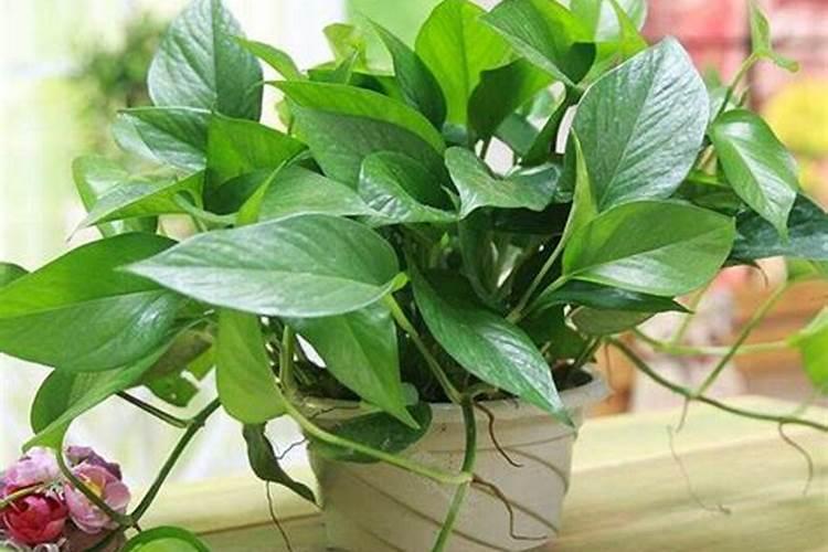 花卉氮肥如何使用最好的方法呢？