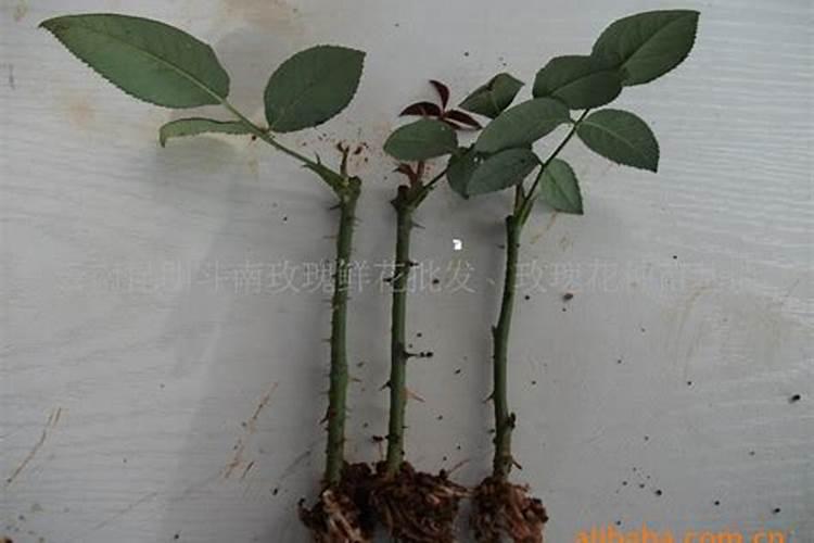 玫瑰花小苗用什么氮肥最好？