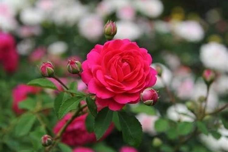 玫瑰花怎么施肥,玫瑰花施氮磷钾肥最为合适
