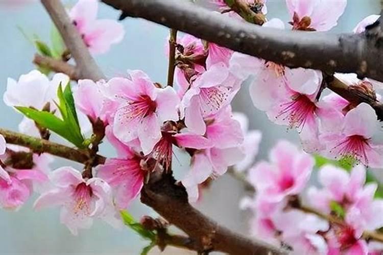 桃树盛花期能不能补硼肥料水？