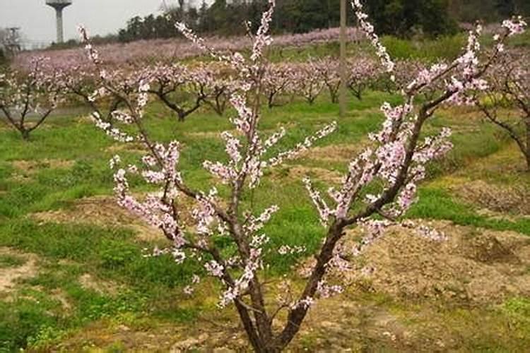 桃树用什么激素保花保果最好