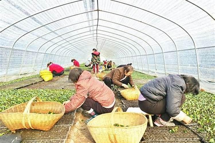 插茶苗需要什么肥料？
