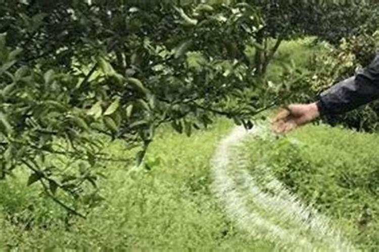 对于新栽的茶苗,施肥方面有什么讲究