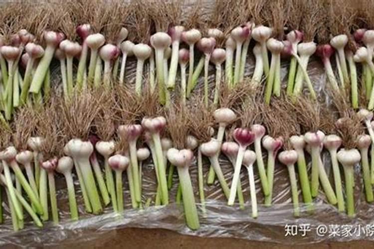 蒜头膨大期打什么叶面肥最好？