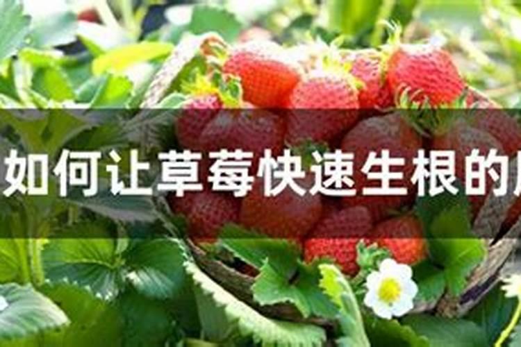 让草莓快速生根的肥料